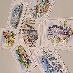New Bird Blank Greeting Cards